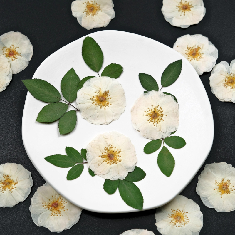 6pcs,9pcs,Nature White Rose Pr - Dried Flower Bulk ulasan dan harga